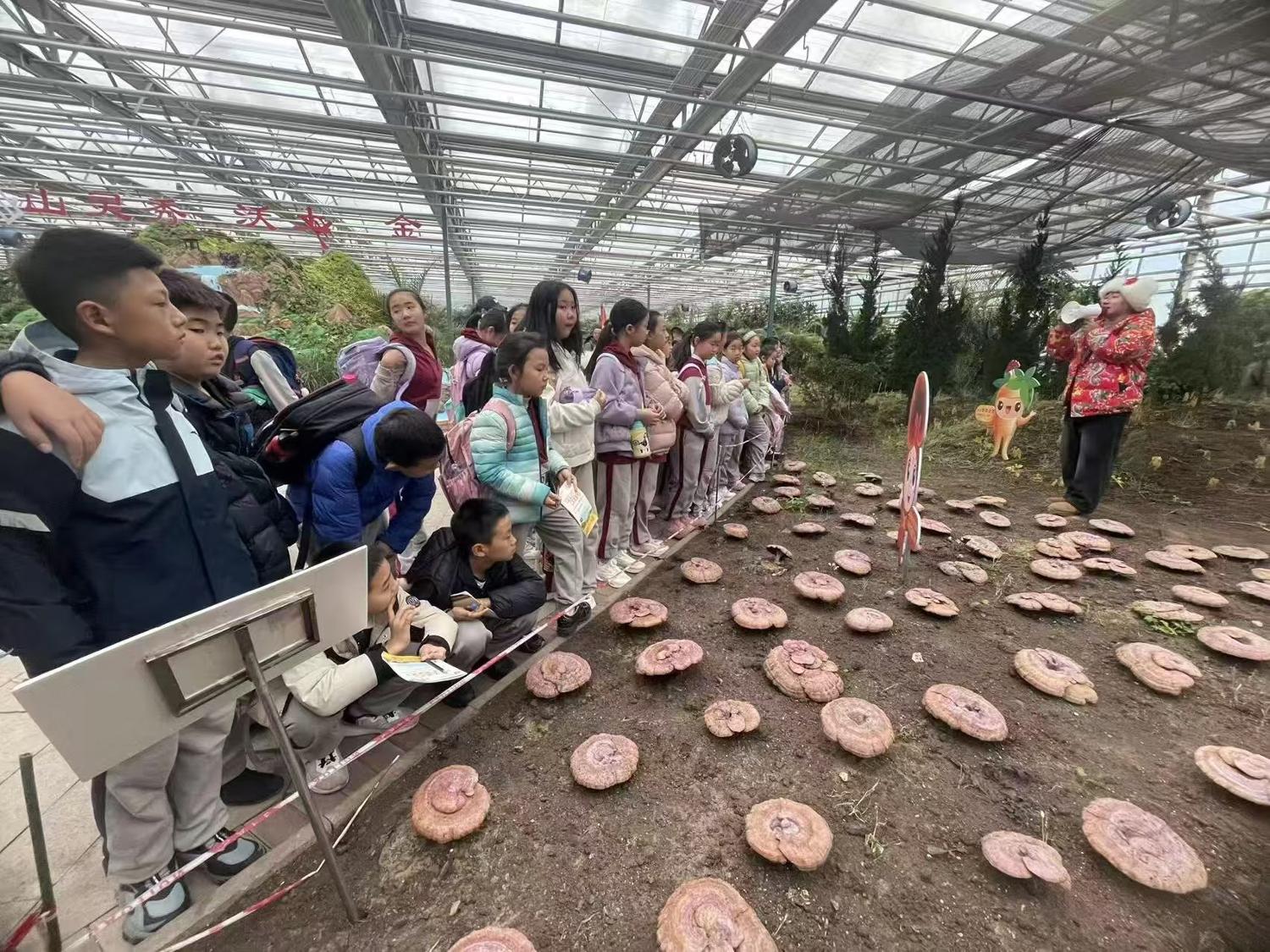 历程一：走进人参研学基地（识参 · 采参 · 第一课）