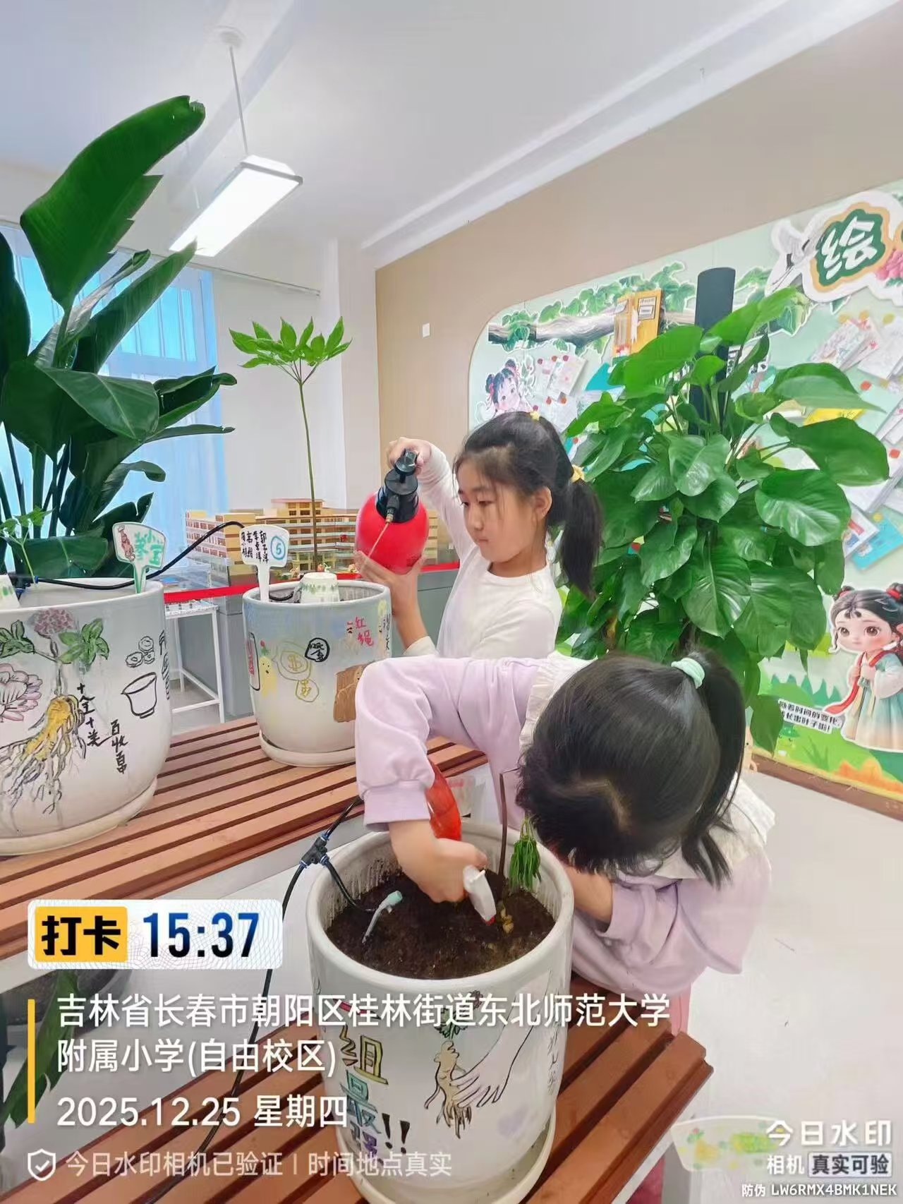 历程二：亲手种下一株参（种参 · 养护 · 认识年份）